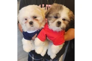 Shih tzu en San Bernardino
