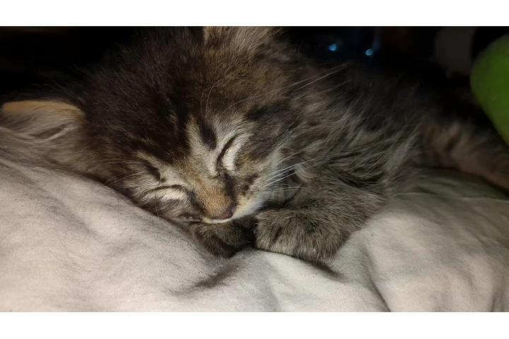 $200 : Gatitos brindle image 5