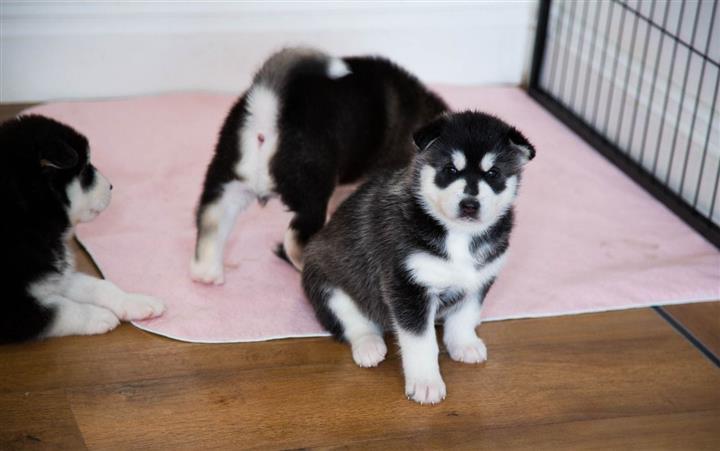 $500 : Siberian husky baby for sale image 1