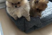 Pomeranian Puppies For Sale en Louisville