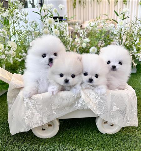 $400 : Super Pomeranians available image 1