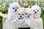 Super Pomeranians available en Los Angeles