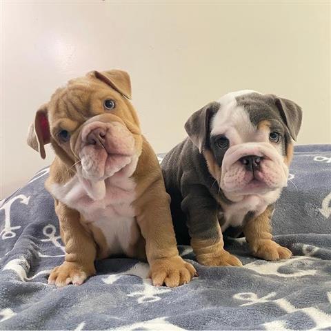 $500 : cachorros de bulldog inglés image 1