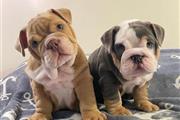 cachorros de bulldog inglés en Jackson