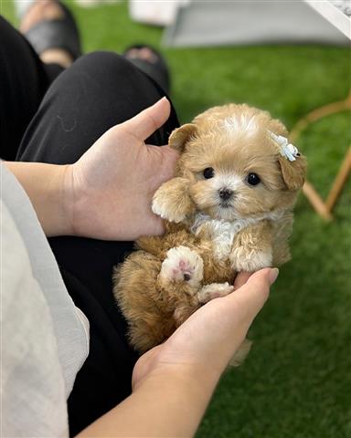 $350 : MALTIPOO EN VENTA image 4