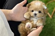 $350 : MALTIPOO EN VENTA thumbnail