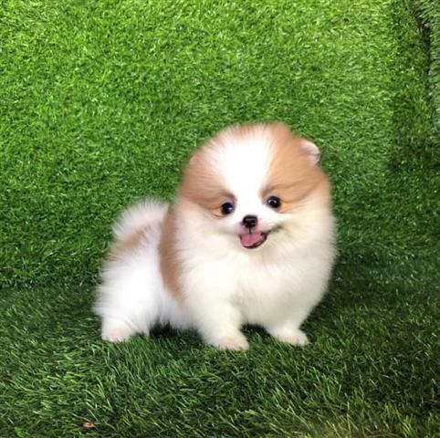 $350 : Pomerania en venta image 9