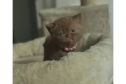 British shorthaired For sale en Monterey