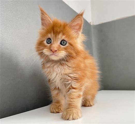 $280 : Maine Coon Kitten Ready image 1