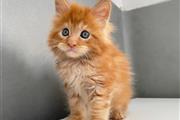 Maine Coon Kitten Ready en Denver