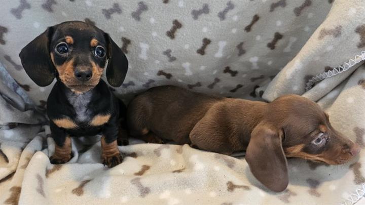 $380 : Dachshund disponibles image 1