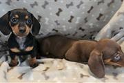 Dachshund disponibles