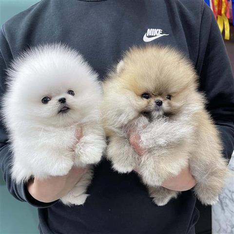 $350 : Cachorros Pomerania en venta image 3