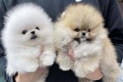 $350 : Cachorros Pomerania en venta thumbnail