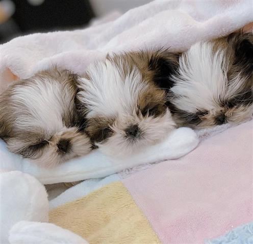 $400 : Teacup shih tzu puppies image 3