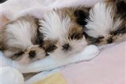 $400 : Teacup shih tzu puppies thumbnail