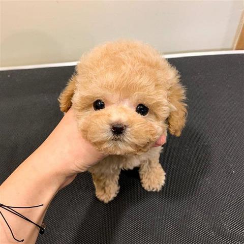 $350 : Cachorros Maltipoo a la venta image 8