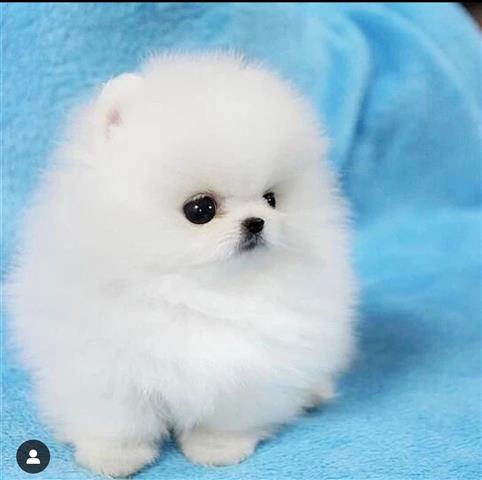 $400 : Pomeranian puppies image 1