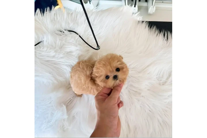 $350 : taza de té maltipoo image 2