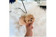 $350 : taza de té maltipoo thumbnail