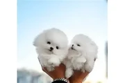 $400 : English Bulldog & Pomeranian thumbnail