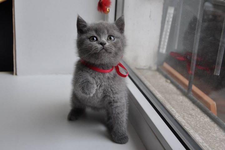 $500 : British Shorthair kittens for image 3