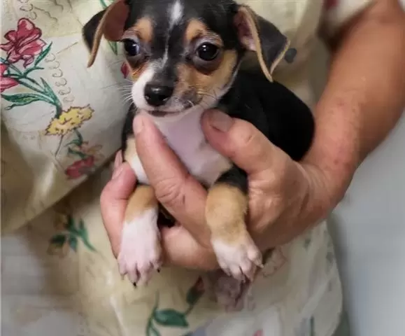 $500 : Chihuahua puppies for adoption image 2