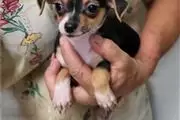$500 : Chihuahua puppies for adoption thumbnail