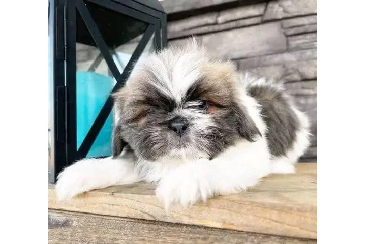 $350 : Cachorros de Shih Tzu image 2