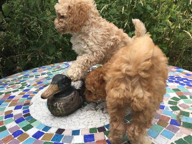 $550 : Affordable Toy Poodle Puppies image 3