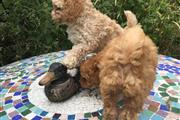 $550 : Affordable Toy Poodle Puppies thumbnail