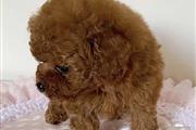$500 : Teacup poodle puppies thumbnail