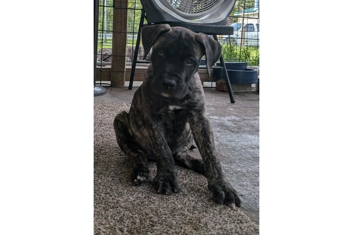 Perro de presa canario image 3