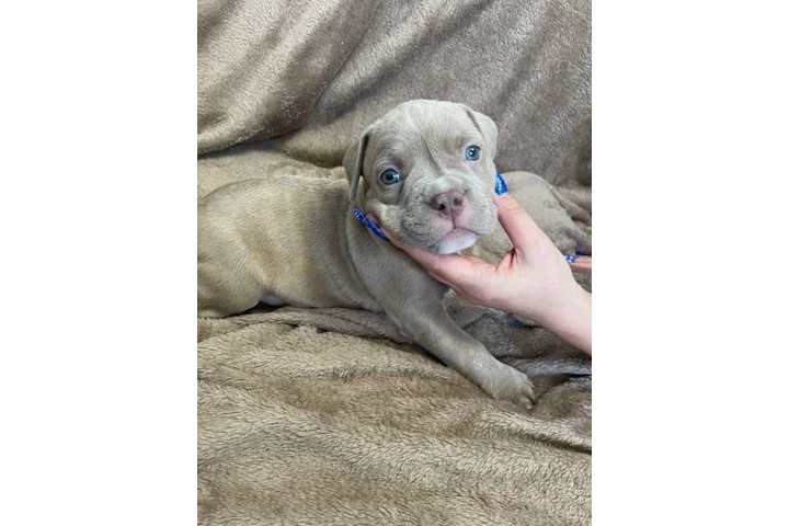$350 : Cachorros de pitbull image 3