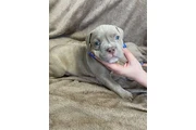 $350 : Cachorros de pitbull thumbnail