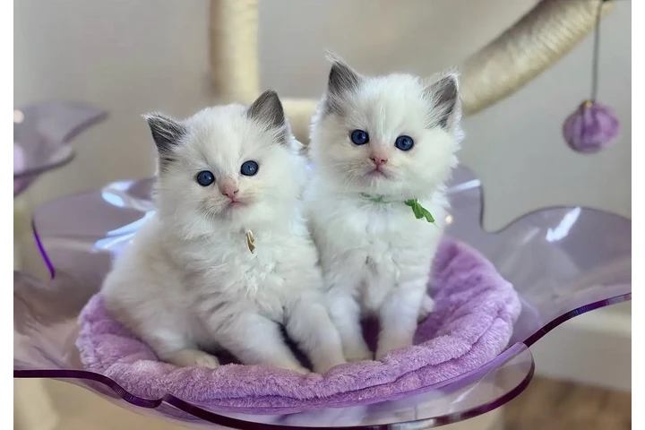 $250 : Gatitas Ragdoll hembras image 1