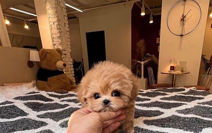 $350 : Cachorro Maltipoo image 1