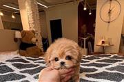 $350 : Cachorro Maltipoo thumbnail