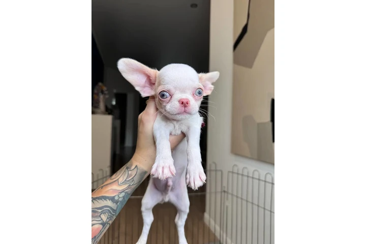 $300 : Teacup Chihuahua puppies image 4