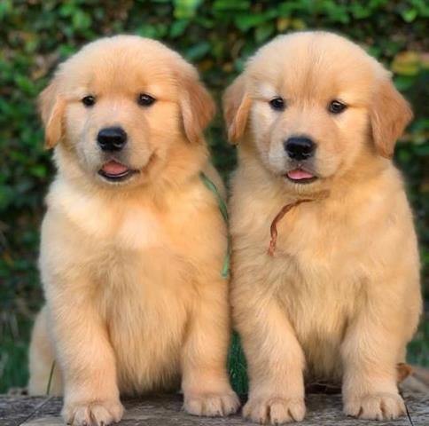 $500 : Cachorros Golden Retriever image 2