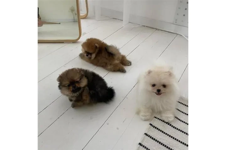 $350 : Pomerania en venta image 1