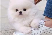 $500 : Pomeranian puppies thumbnail