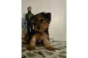 $1300 : Yorkies Machos thumbnail