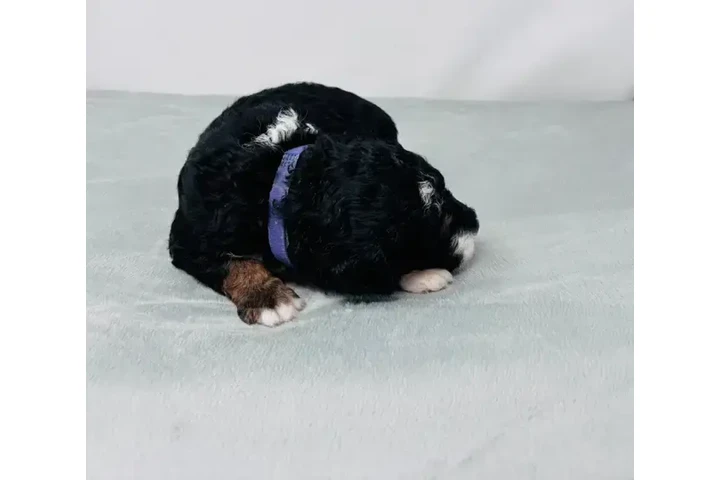 $2200 : F1B Mini Aussiedoodles puppy image 3