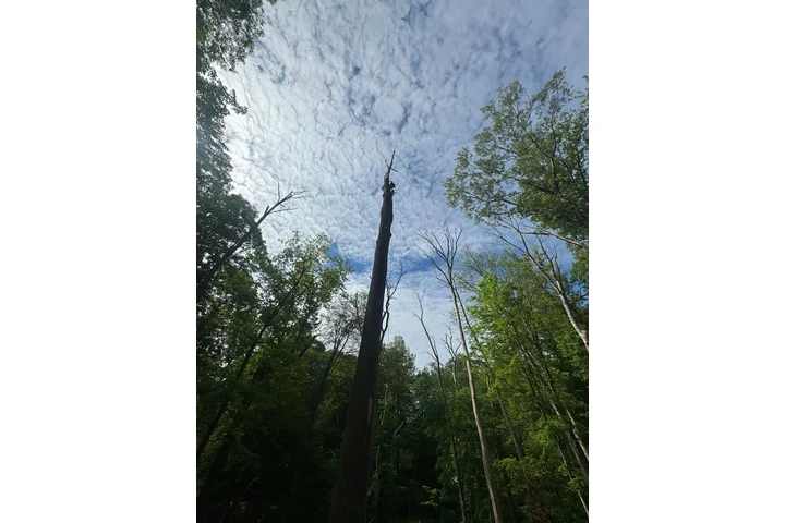 Pinesbridge Tree Service INC image 9