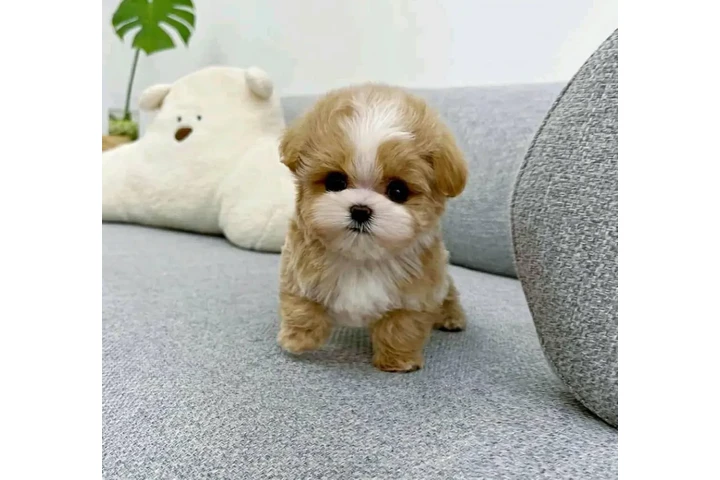 $400 : Poodle puppy for adoption image 2