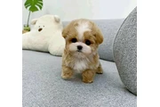 $400 : Poodle puppy for adoption thumbnail