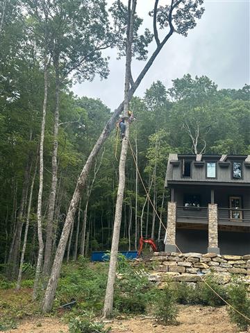 Tree Services in Franklin, NC image 3