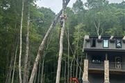 Tree Services in Franklin, NC thumbnail