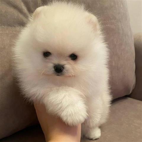 $350 : Pomerania en venta image 2